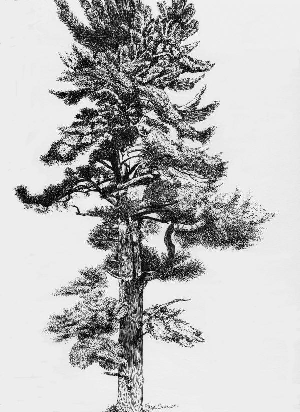 √ Pen And Ink Pine Tree Drawings Popular Century 